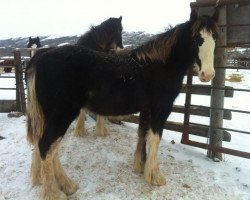 Zuchtstute Battle River Alberta (Clydesdale, 2012, von Cranbrook's Mr. Jock)