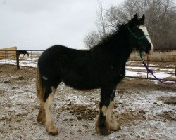 Pferd Battle River Lennox (Clydesdale, 2011, von Joseph Lake's Gunsmoke)