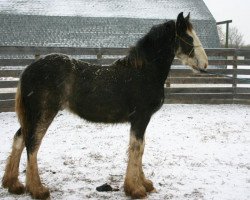 Pferd Battle River Coal (Clydesdale, 2011, von Cranbrook's Mr. Jock)