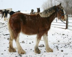 broodmare Amethyst Loren (Clydesdale, 2012, from Cranbrook's Mr. Jock)