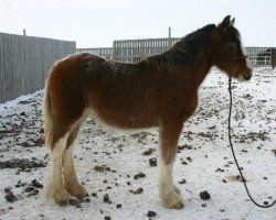 Pferd Amethyst Liam (Clydesdale, 2012, von Joseph Lake's Gunsmoke)