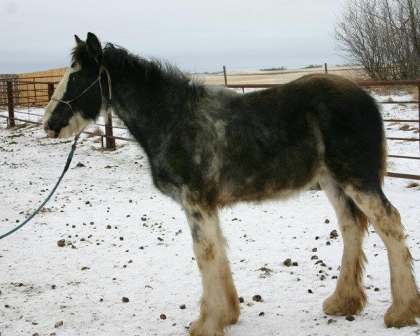 Pferd Amethyst Keifer (Clydesdale, 2011, von Joseph Lake's Gunsmoke)