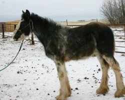 horse Amethyst Keifer (Clydesdale, 2011, from Joseph Lake's Gunsmoke)