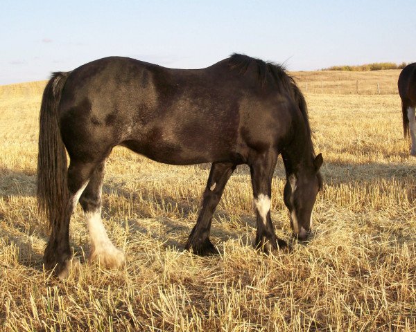 Zuchtstute Battle River Layla (Clydesdale, 2000, von Grandview Sir El Capitan)