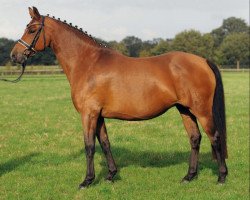 broodmare Glitter Girl (German Riding Pony, 2000, from Losander)