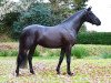 stallion Kent Nagano WE (German Riding Pony, 2016, from Kastanienhof Kentaur)