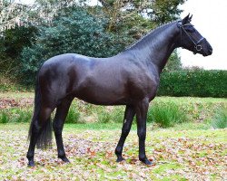 stallion Kent Nagano WE (German Riding Pony, 2016, from Kastanienhof Kentaur)