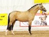 stallion Notting Hill 2 (German Riding Pony, 2016, from Fs Numero Uno)
