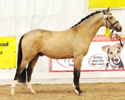 dressage horse Notting Hill 2 (German Riding Pony, 2016, from Fs Numero Uno)