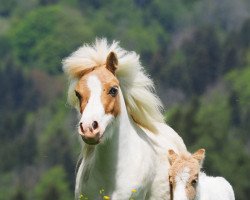 Zuchtstute Helawi Twilights Isabella (Shetland Pony, 2013, von Helawi Gabriel)