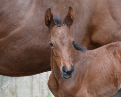 jumper Daylight 312 (Deutsches Reitpferd, 2014, from Diarado's Boy)