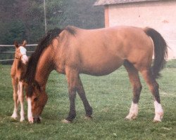 broodmare Quinine de Livoye (Selle Français, 1982, from Ukase)