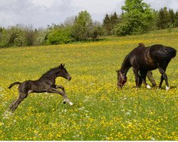 broodmare Lou Pè (Württemberger, 2004, from Laissez faire)