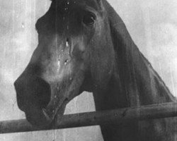 stallion Elefant (Trakehner, 1980, from Ararat)