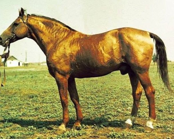 stallion Budilnik (Don Horse, 1949, from Bolivar)