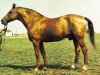 stallion Budilnik (Don Horse, 1949, from Bolivar)