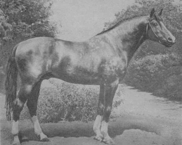 stallion Tschernomor (Don Horse, 1959, from Chas)