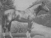 stallion Tschernomor (Don Horse, 1959, from Chas)