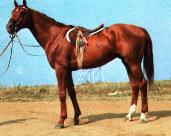 stallion Rok (Budyonny, 1964, from Rubilnik xx)