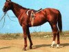 stallion Rok (Budyonny, 1964, from Rubilnik xx)