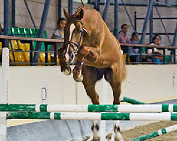 Pferd Jaguar De RG (Spanisches Sportpferd, 2012, von Mr. Cartano)