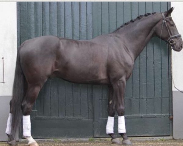 dressage horse Eleander (Dutch Warmblood, 2009, from Sir Donnerhall I)