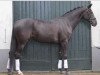 dressage horse Eleander (KWPN (Royal Dutch Sporthorse), 2009, from Sir Donnerhall I)