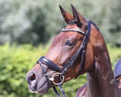 dressage horse Ria Rocana (Westfale, 2016, from Rock Forever NRW)