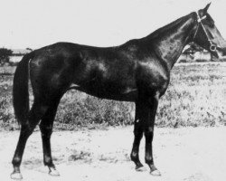 Deckhengst Hrust (Russisch Trakehner, 1956, von Chrysolit)