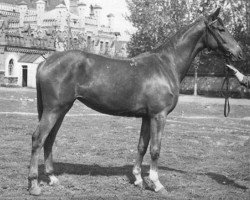 broodmare Diafragma (Russian Warmblood, 1983, from Grokhot)