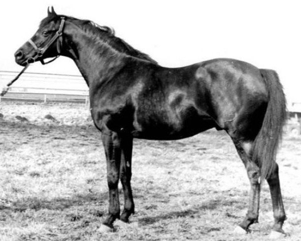 stallion Rumb xx (Thoroughbred, 1982, from Montcontour xx)
