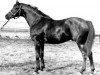 stallion Rumb xx (Thoroughbred, 1982, from Montcontour xx)