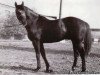 stallion Izgon (Ukrainians, 1972, from Gunib xx)