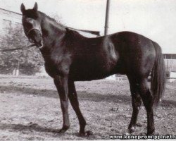 stallion Izgon (Ukrainians, 1972, from Gunib xx)