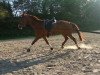 broodmare Rock me Rosy (Westphalian, 2007, from Riccio)