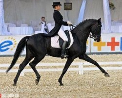 dressage horse Indor (Russian Warmblood, 2001, from Intrigan)