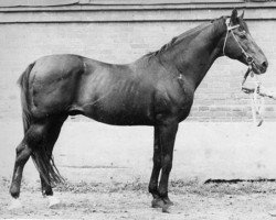 stallion Agdam (Akhal-Teke, 1970, from Absent)