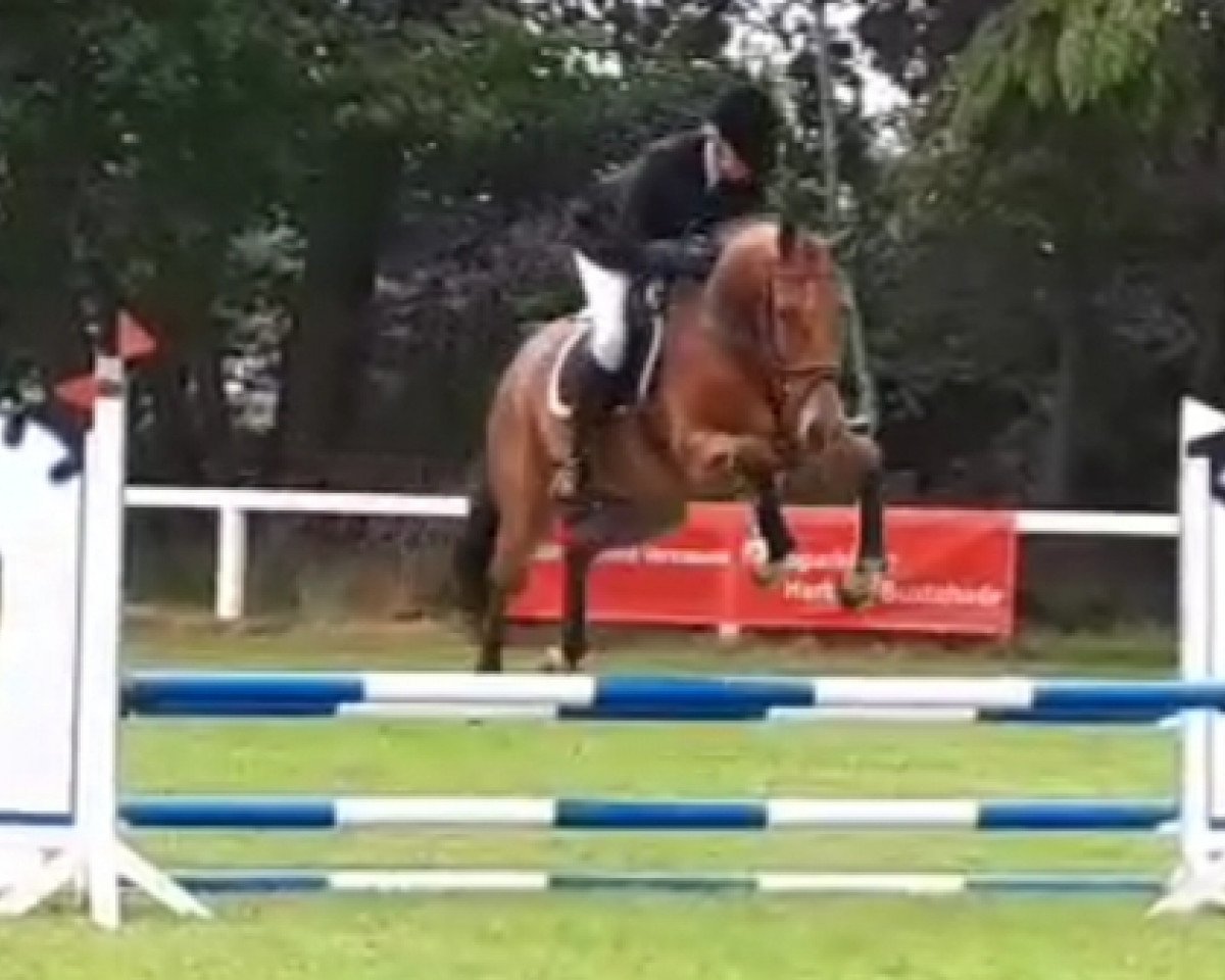 jumper Cool Running M (Oldenburg show jumper, 2015, from Coolio)
