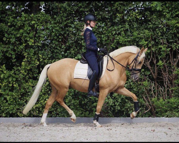 dressage horse Cantuccino (German Riding Pony,  , from Classic Dancer I)