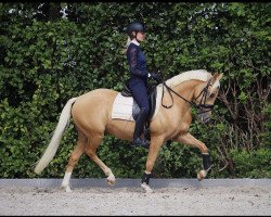 horse Cantuccino (Deutsches Reitpony, from Classic Dancer I)