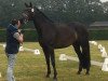 broodmare Freestyle Rosie (Westphalian, 2015, from Fashion Maker)