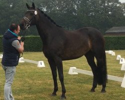 broodmare Freestyle Rosie (Westphalian, 2015, from Fashion Maker)