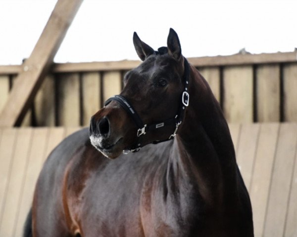 dressage horse Filius Flitwick (Oldenburg, 2016, from Ferrero Noir)