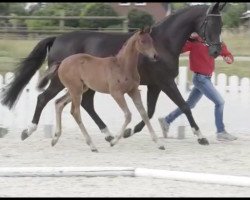 dressage horse Diabola (Westphalian, 2019, from Blue Hors Dreamline)