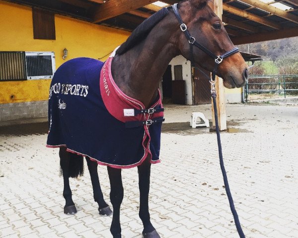 jumper Cara 233 (Austrian Warmblood, 2015, from Acasino B)