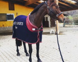 Springpferd Cara 233 (Österreichisches Warmblut, 2015, von Acasino B)