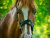 dressage horse Polo 109 (Gelderland, 1997, from Ahoy)