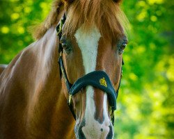 dressage horse Polo 109 (Gelderland, 1997, from Ahoy)