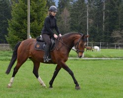 jumper Konvara (Swiss Warmblood,  , from GB Konvally)