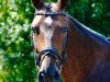 dressage horse Suzume (Hanoverian, 2006, from Salieri)